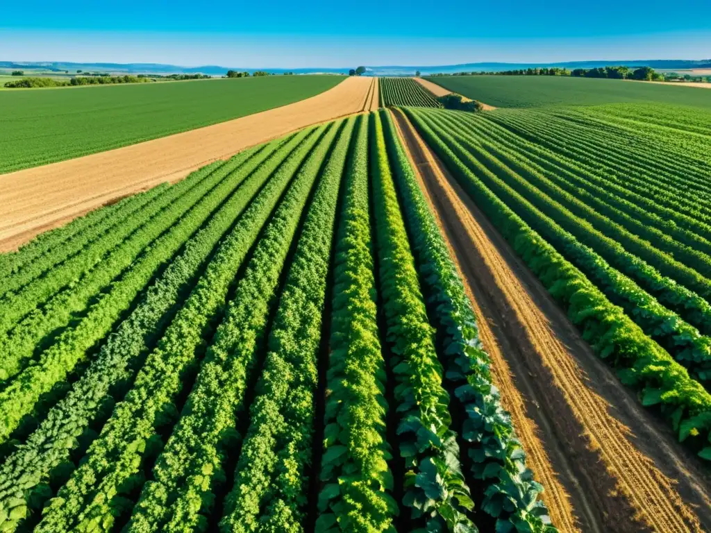 Brillante campo verde con filas de cultivos bajo el cielo azul