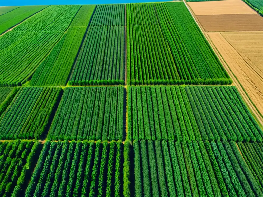 Un campo vasto y exuberante se extiende bajo un cielo azul claro, con cultivos perfectamente plantados que crean un patrón hipnótico