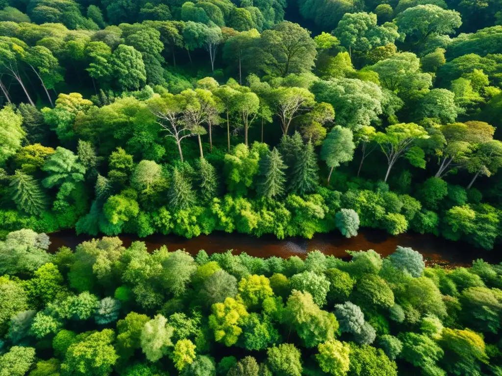 Imagen aérea de un exuberante bosque con rayos de sol filtrándose entre el dosel, creando un efecto moteado en el suelo