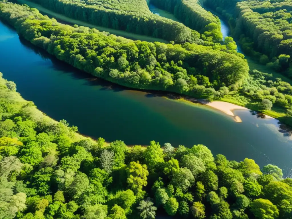 Un río serpenteante entre exuberante bosque, iluminado por el sol